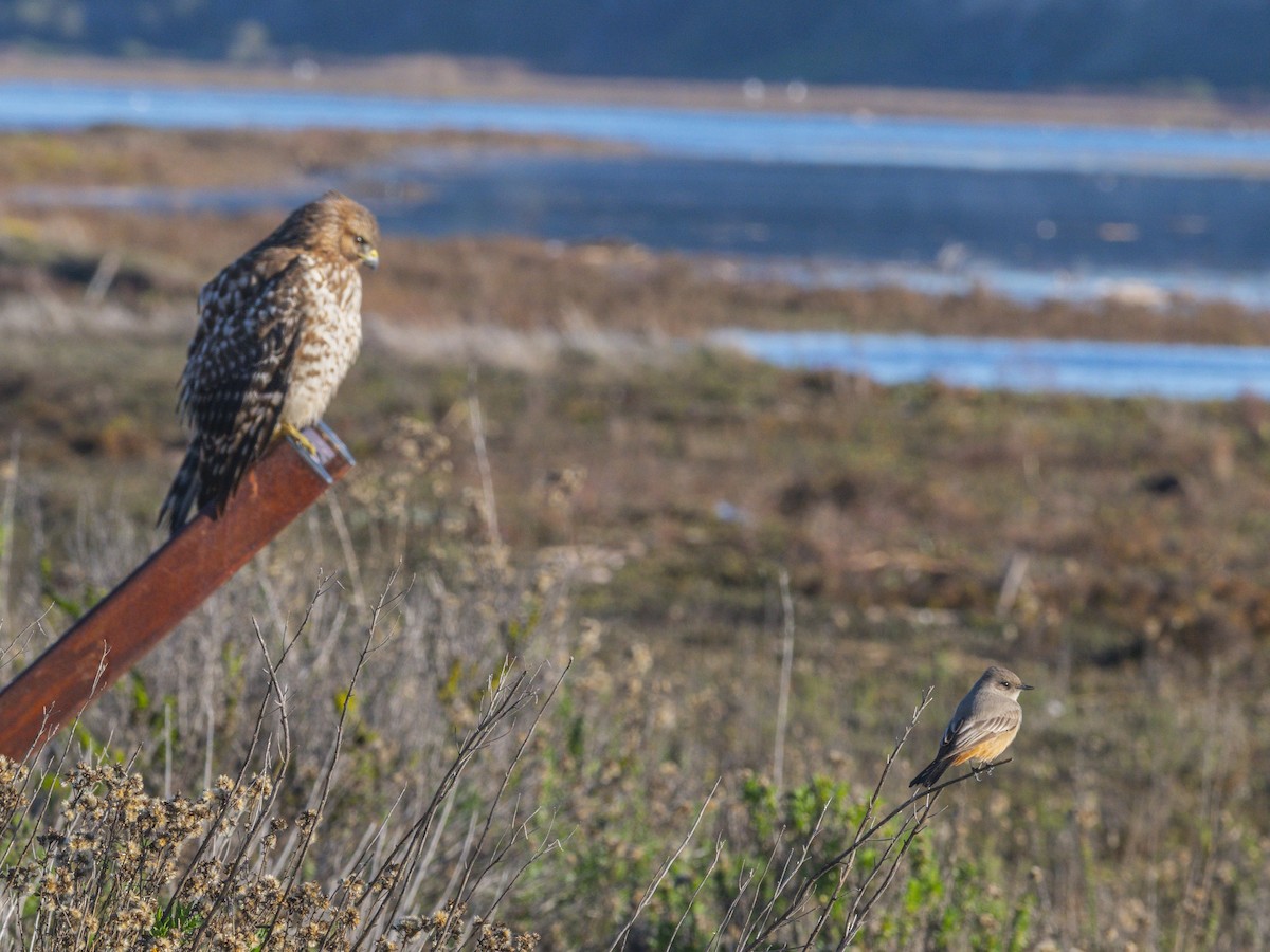 Say's Phoebe - ML646547589