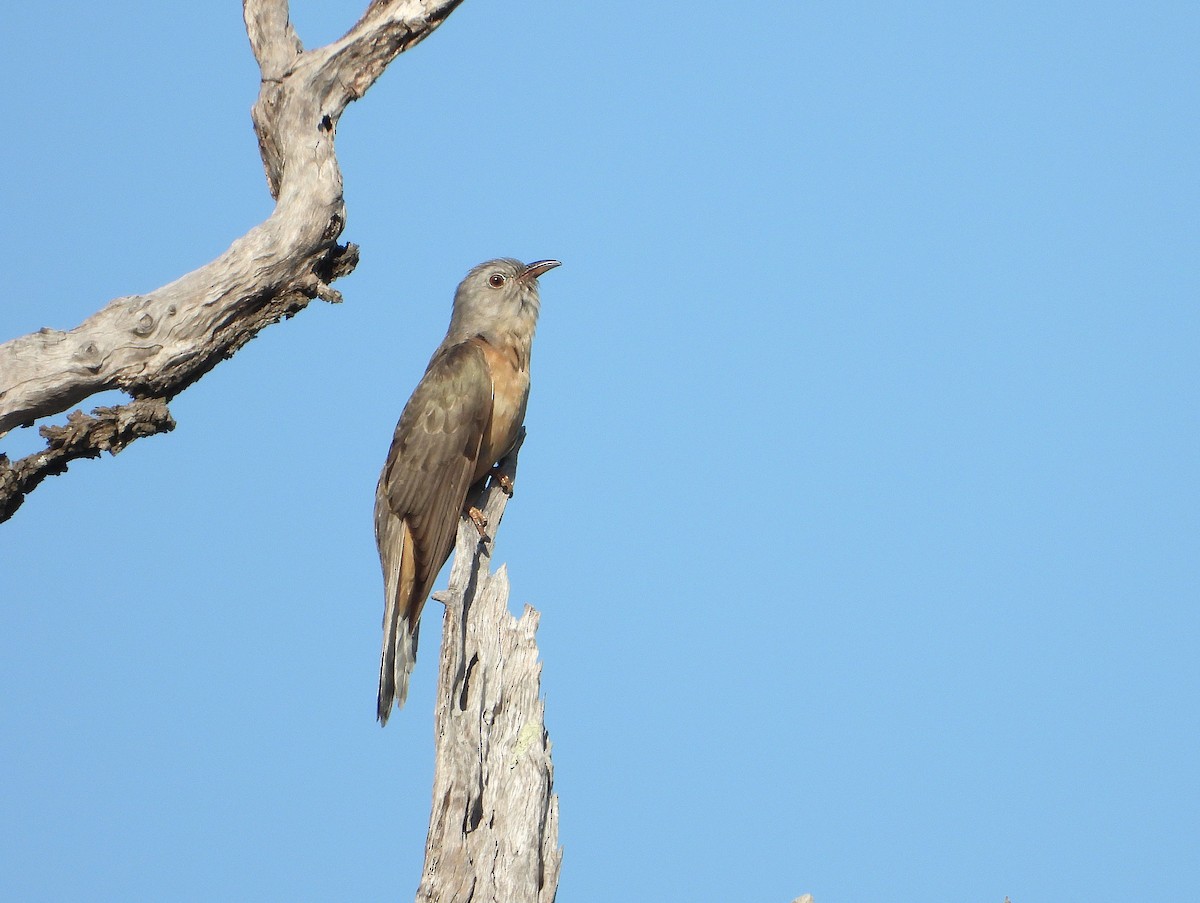 Sahul Brush Cuckoo - ML646547591