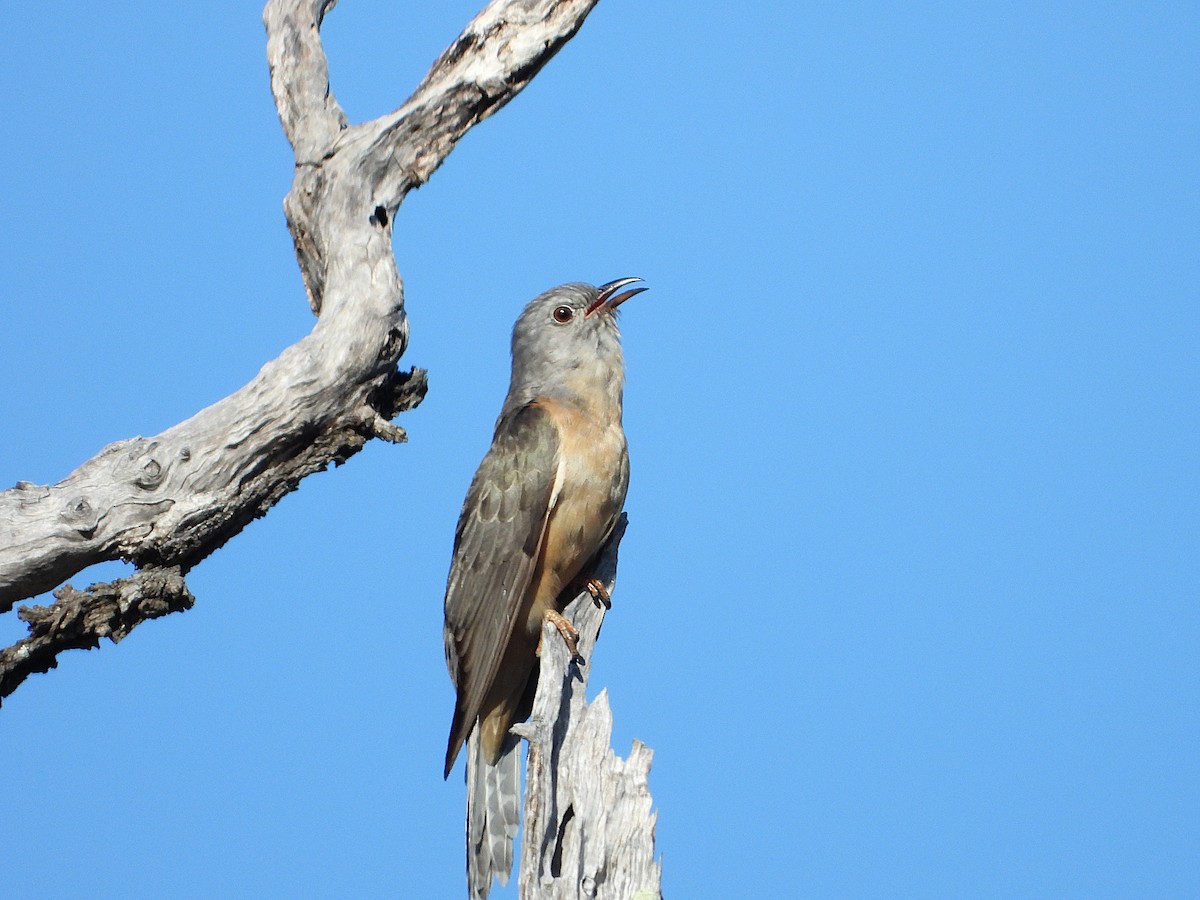 Sahul Brush Cuckoo - ML646547592