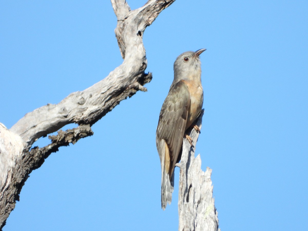 Sahul Brush Cuckoo - ML646547593