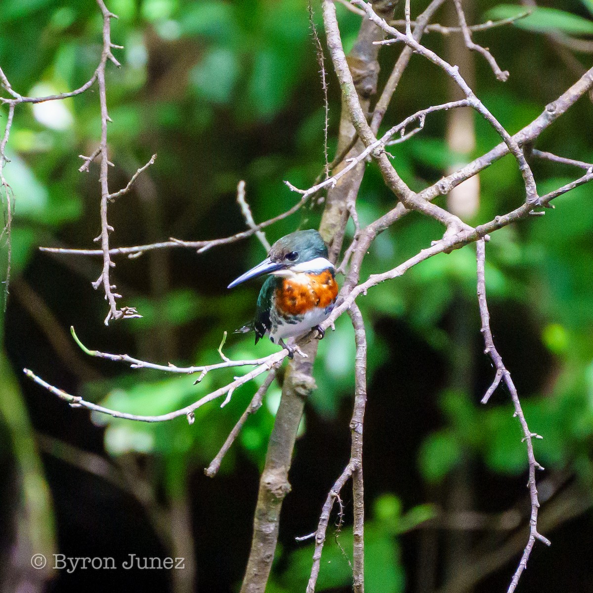 Green Kingfisher - ML646547595