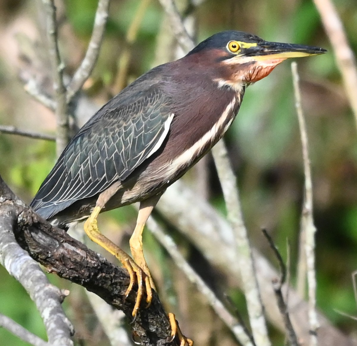 Зеленоспинная цапля - ML646547596