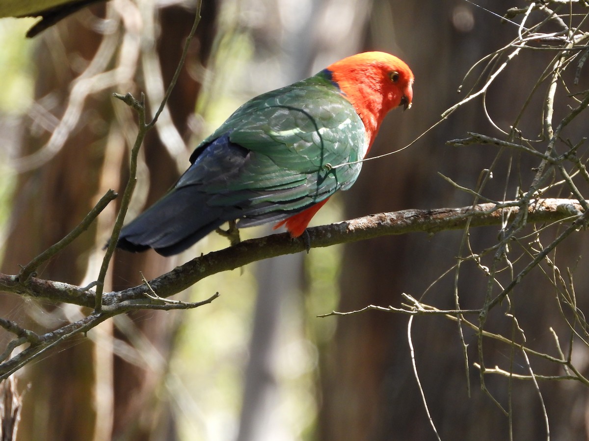 Алістер королівський - ML646547597