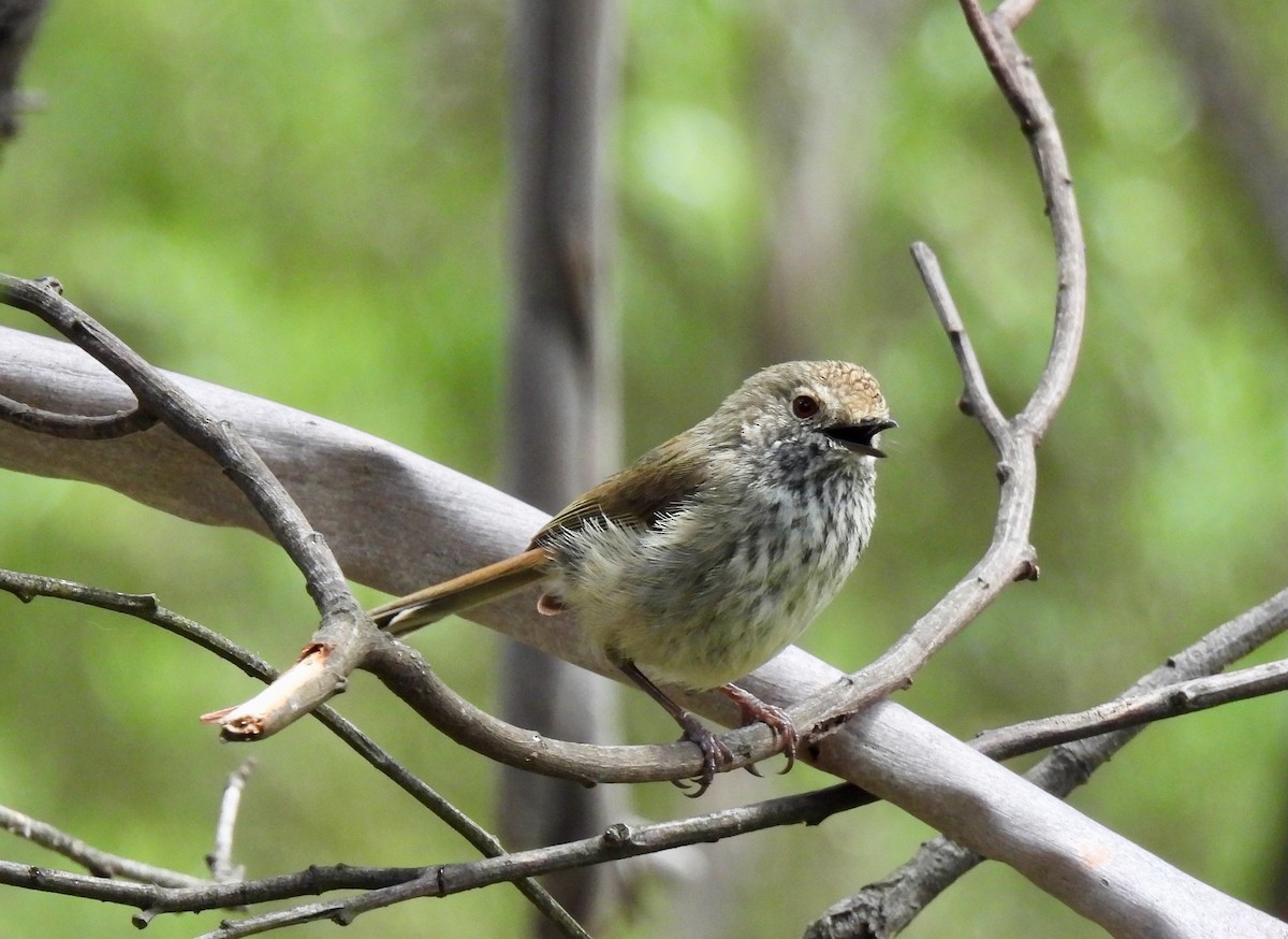 Brown Thornbill - ML646547598
