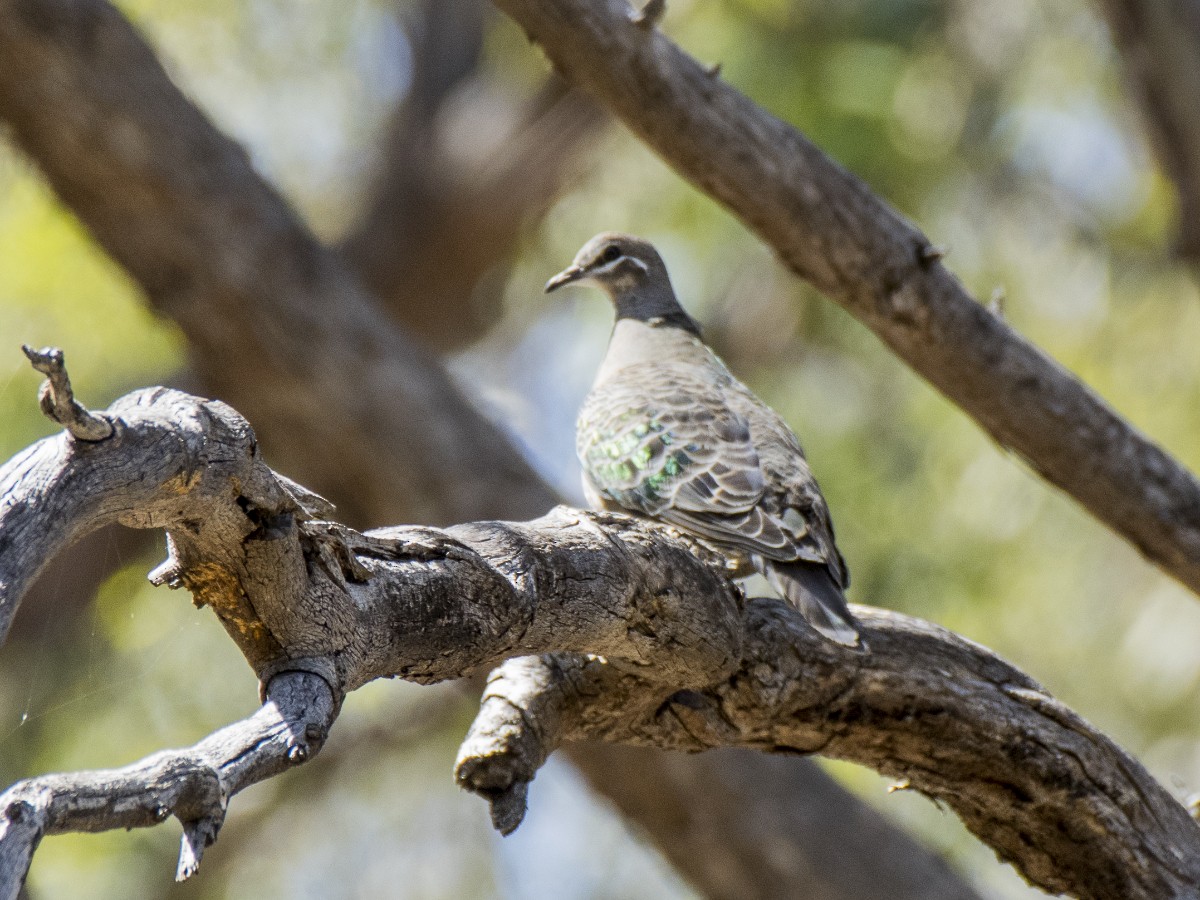 Sürmeli Bronz Kumru - ML646547599