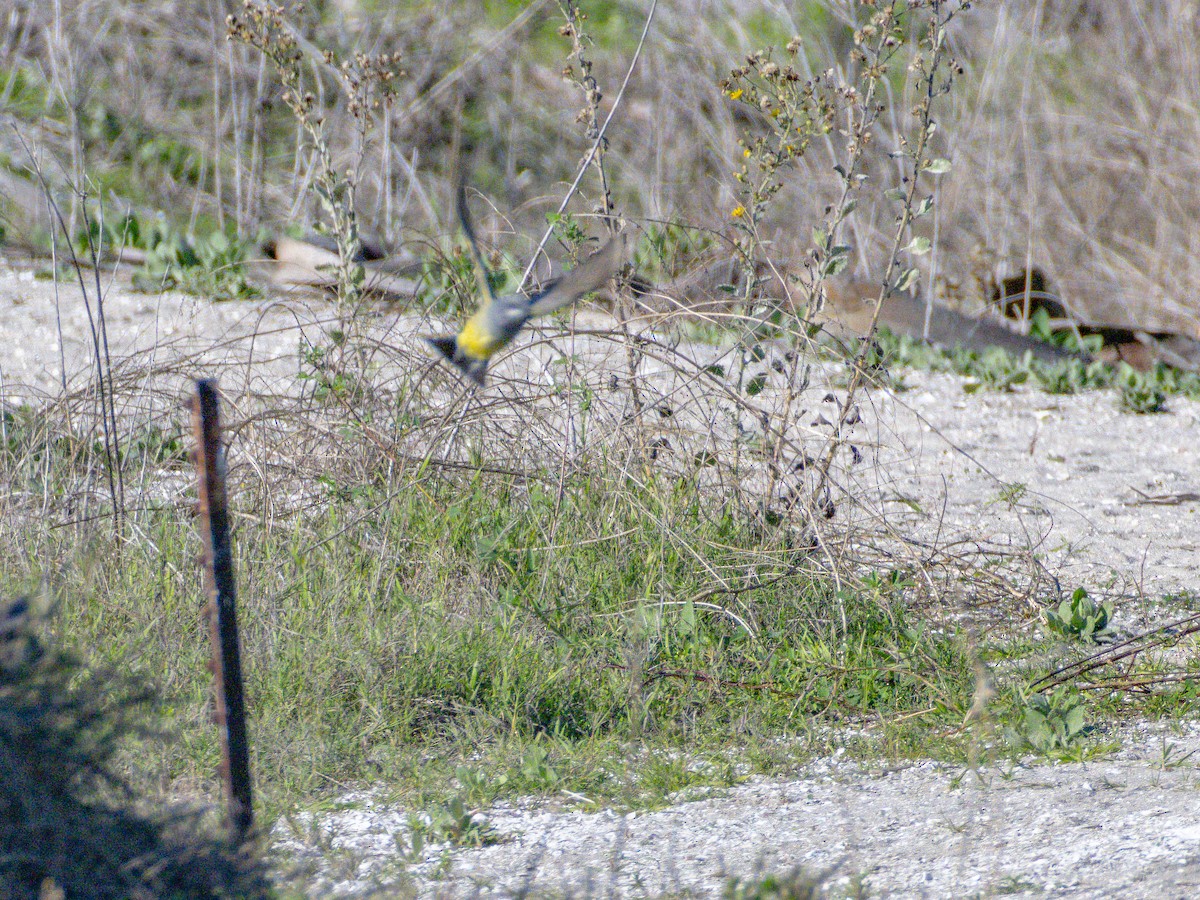 Cassin's Kingbird - ML646547602