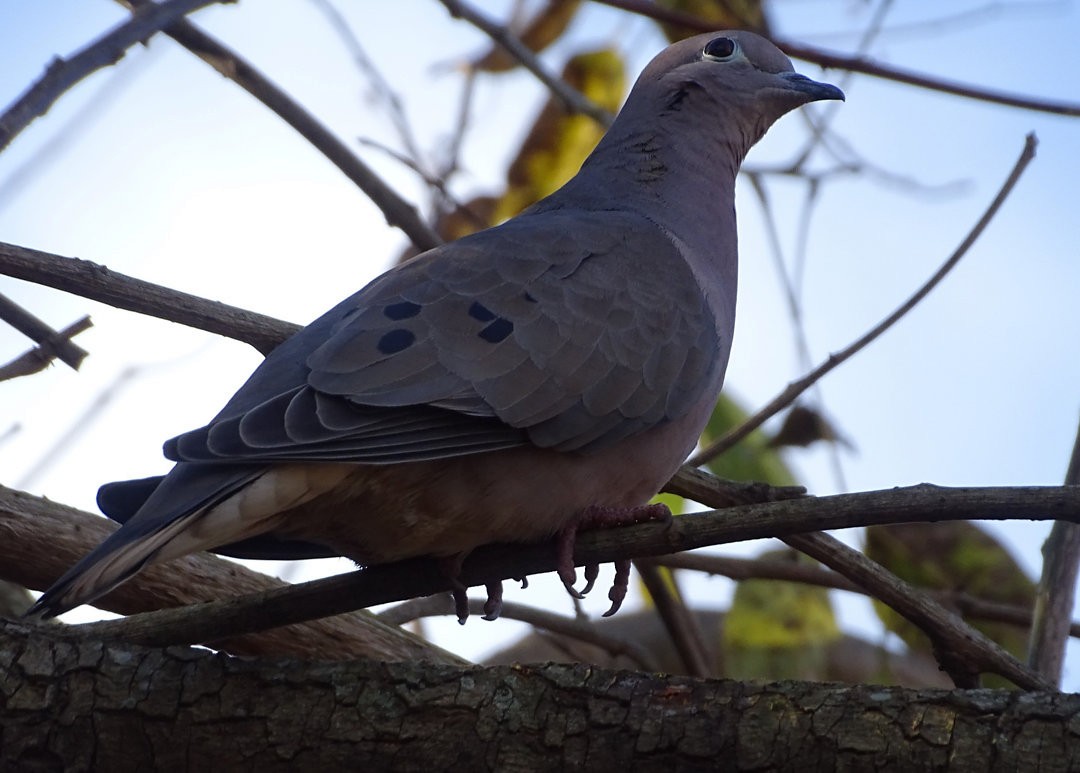 ミミグロバト - ML646547608