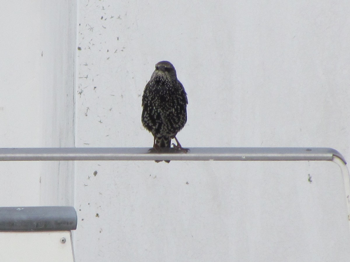 European Starling - ML646547611
