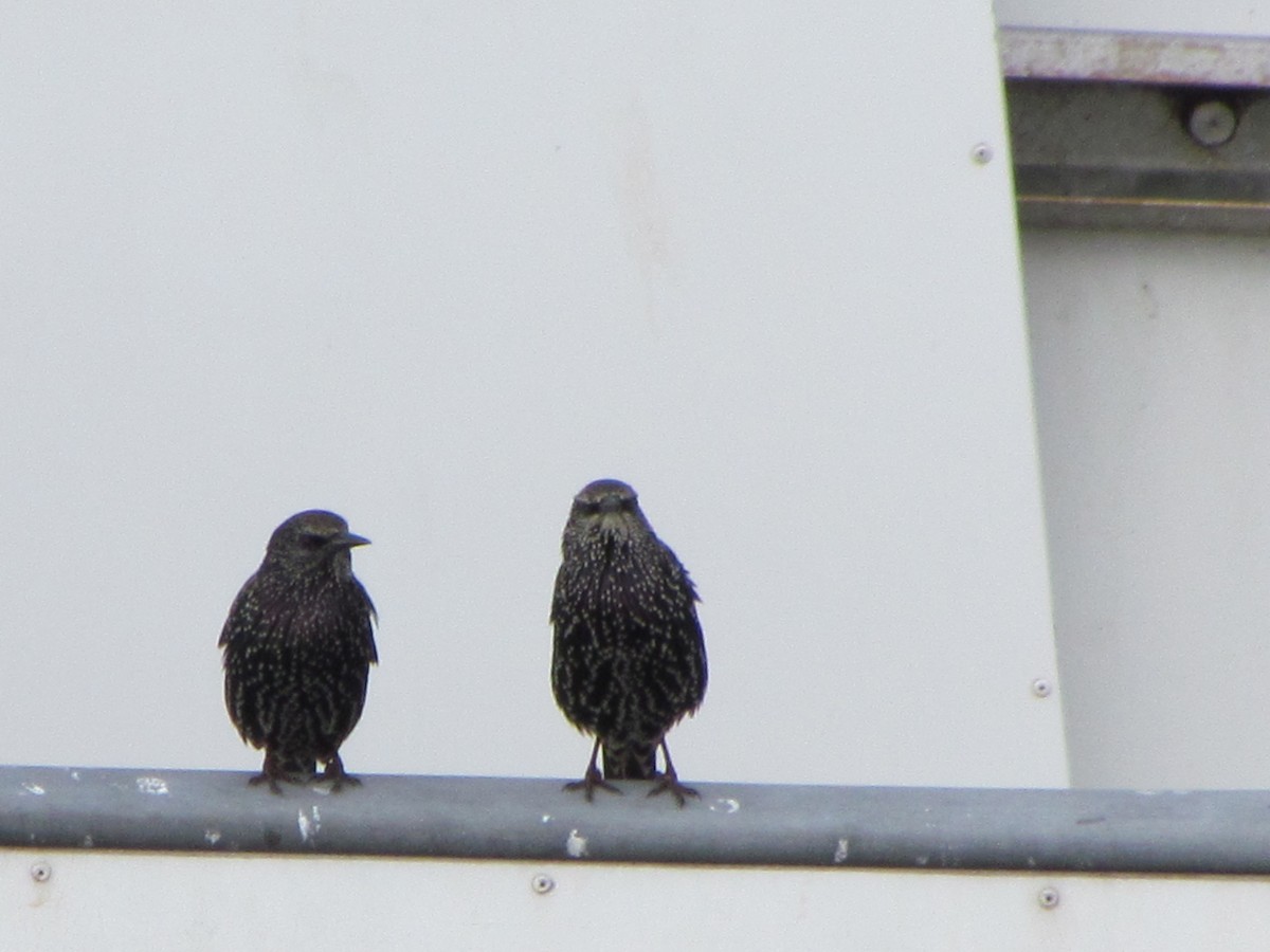 European Starling - ML646547612