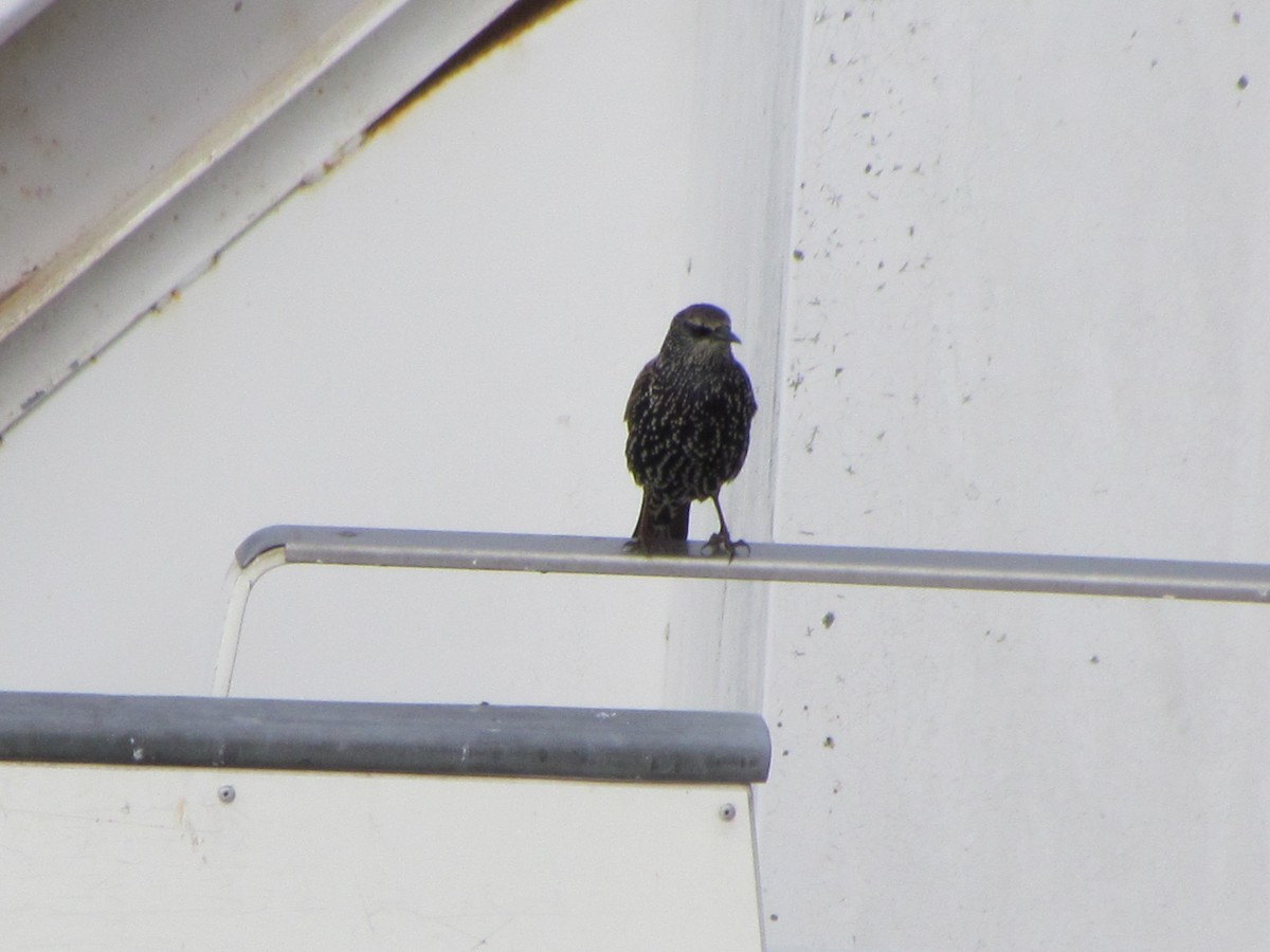 European Starling - ML646547614