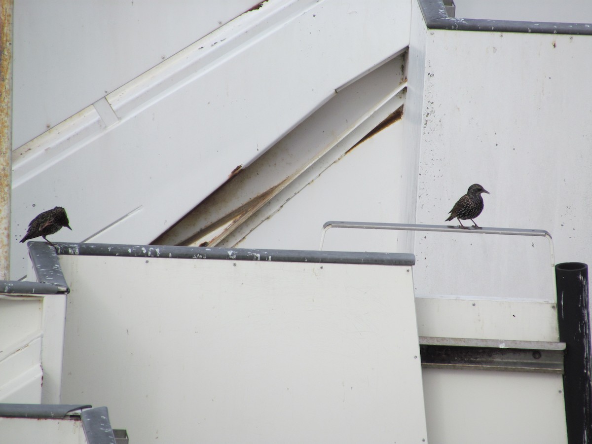 European Starling - ML646547615