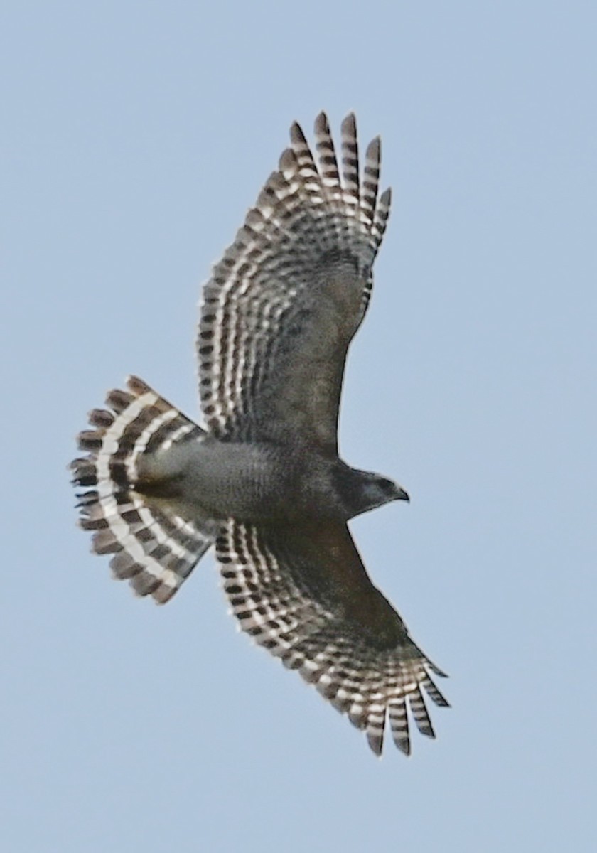 káně páskovaná - ML646547618