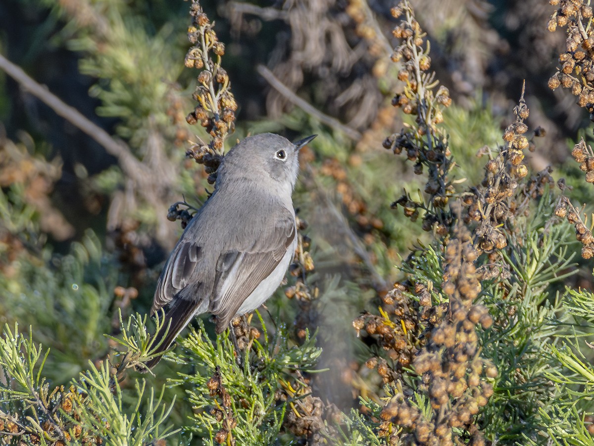 Blue-gray Gnatcatcher - ML646547620