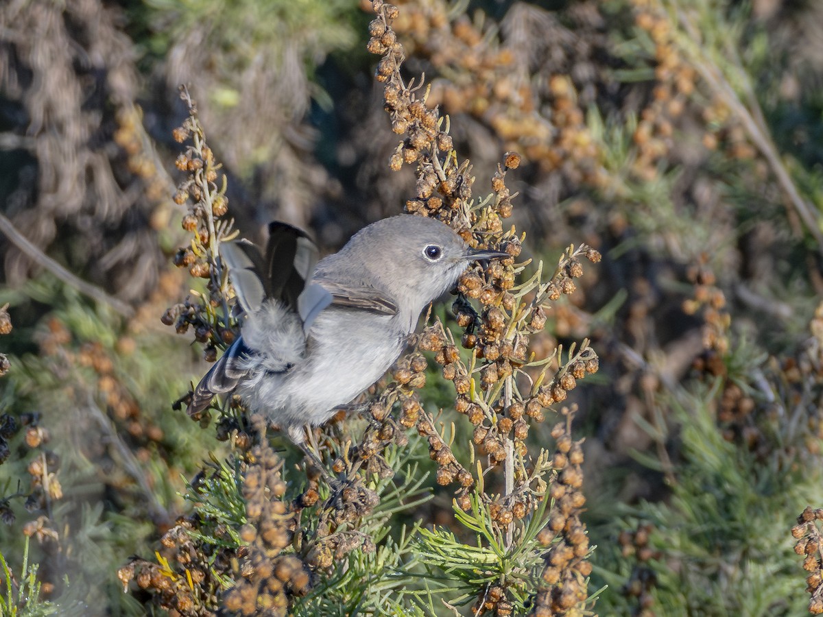Комароловка сиза - ML646547621