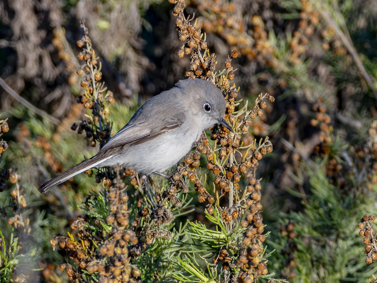 Blue-gray Gnatcatcher - ML646547622