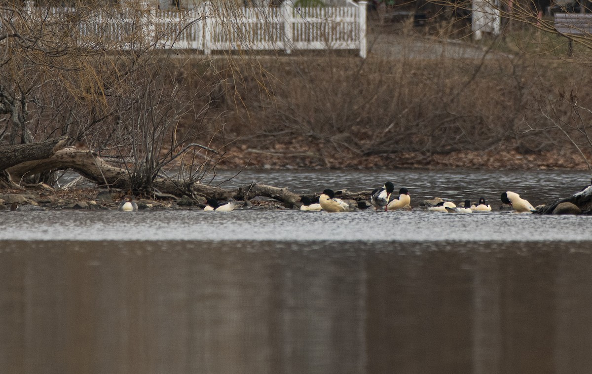 Крех великий - ML646547624
