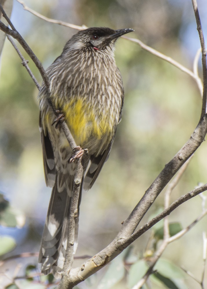 Al Küpeli Balkuşu - ML646547625