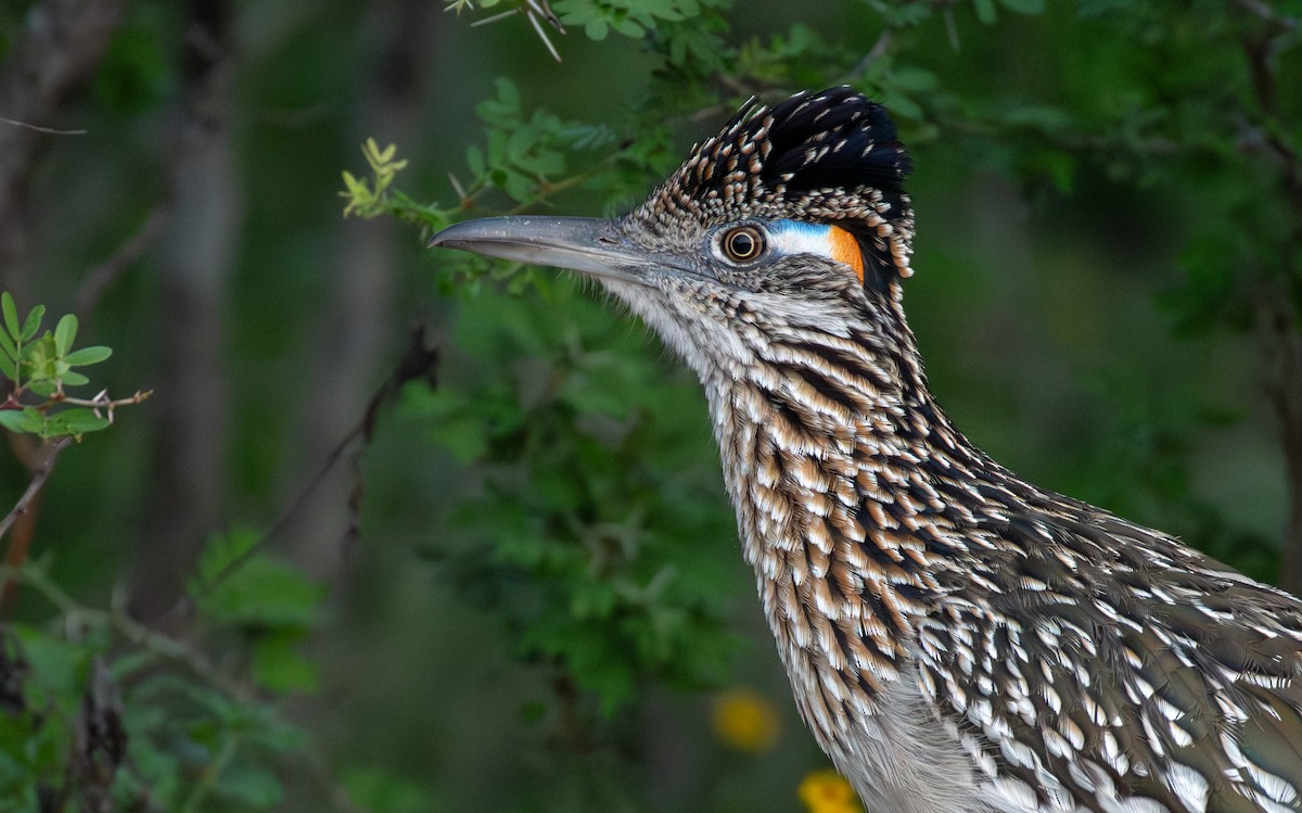 Таязура-подорожник каліфорнійська - ML646547626