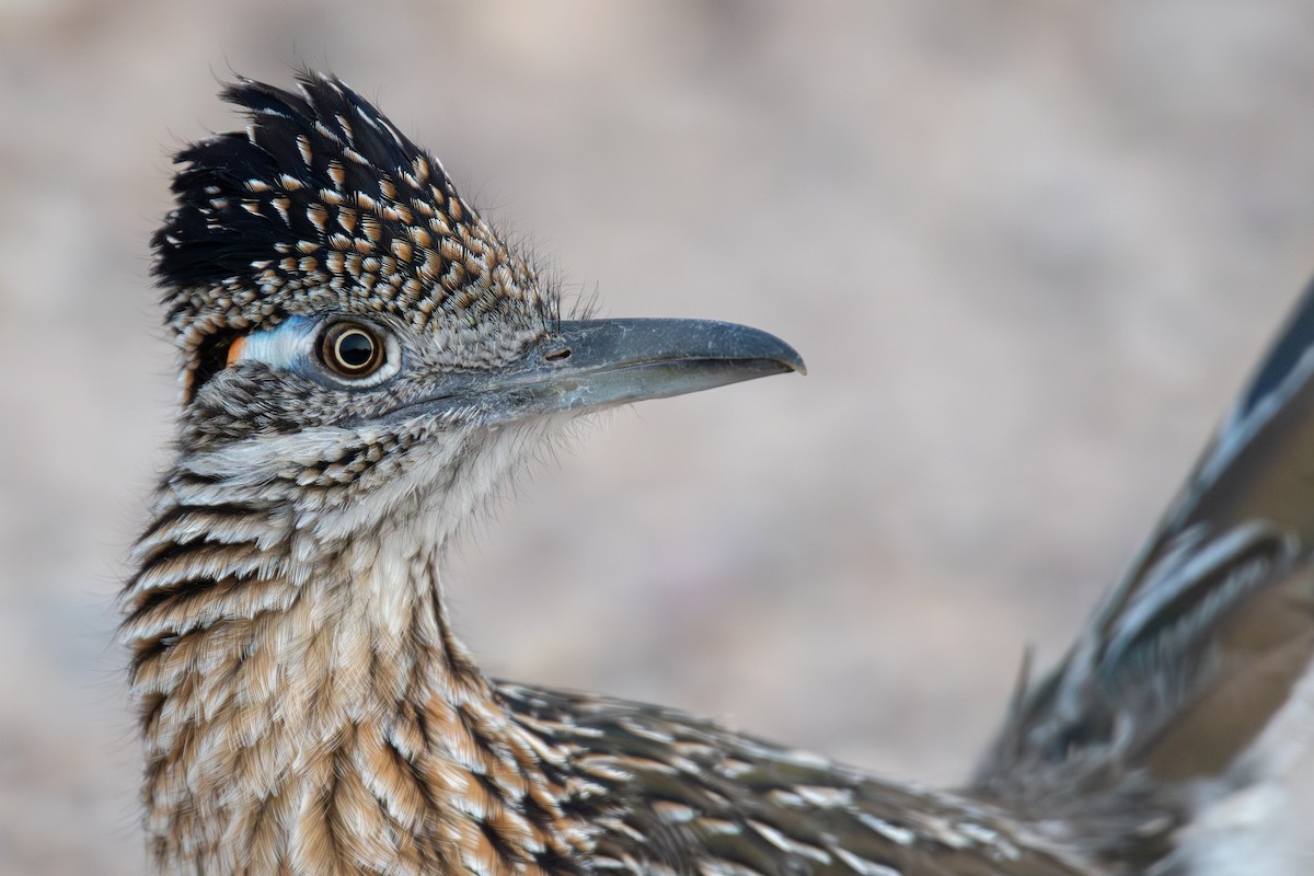 Таязура-подорожник каліфорнійська - ML646547627