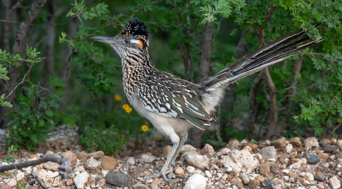 Таязура-подорожник каліфорнійська - ML646547628