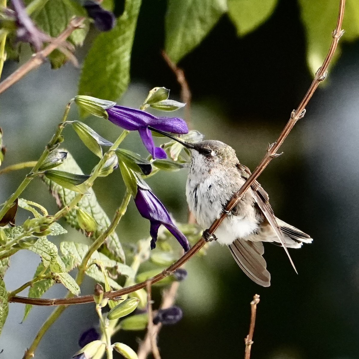 Колібрі фіолетовогорлий - ML646547630