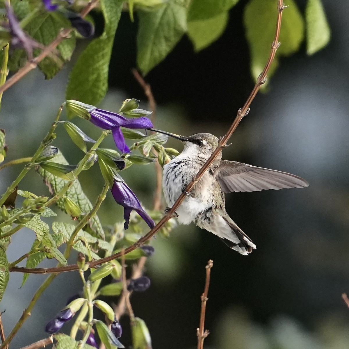 Колібрі фіолетовогорлий - ML646547631