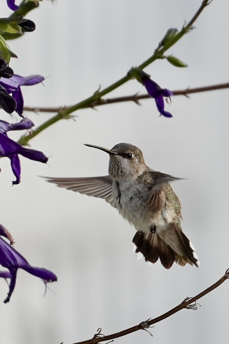 Колібрі фіолетовогорлий - ML646547632