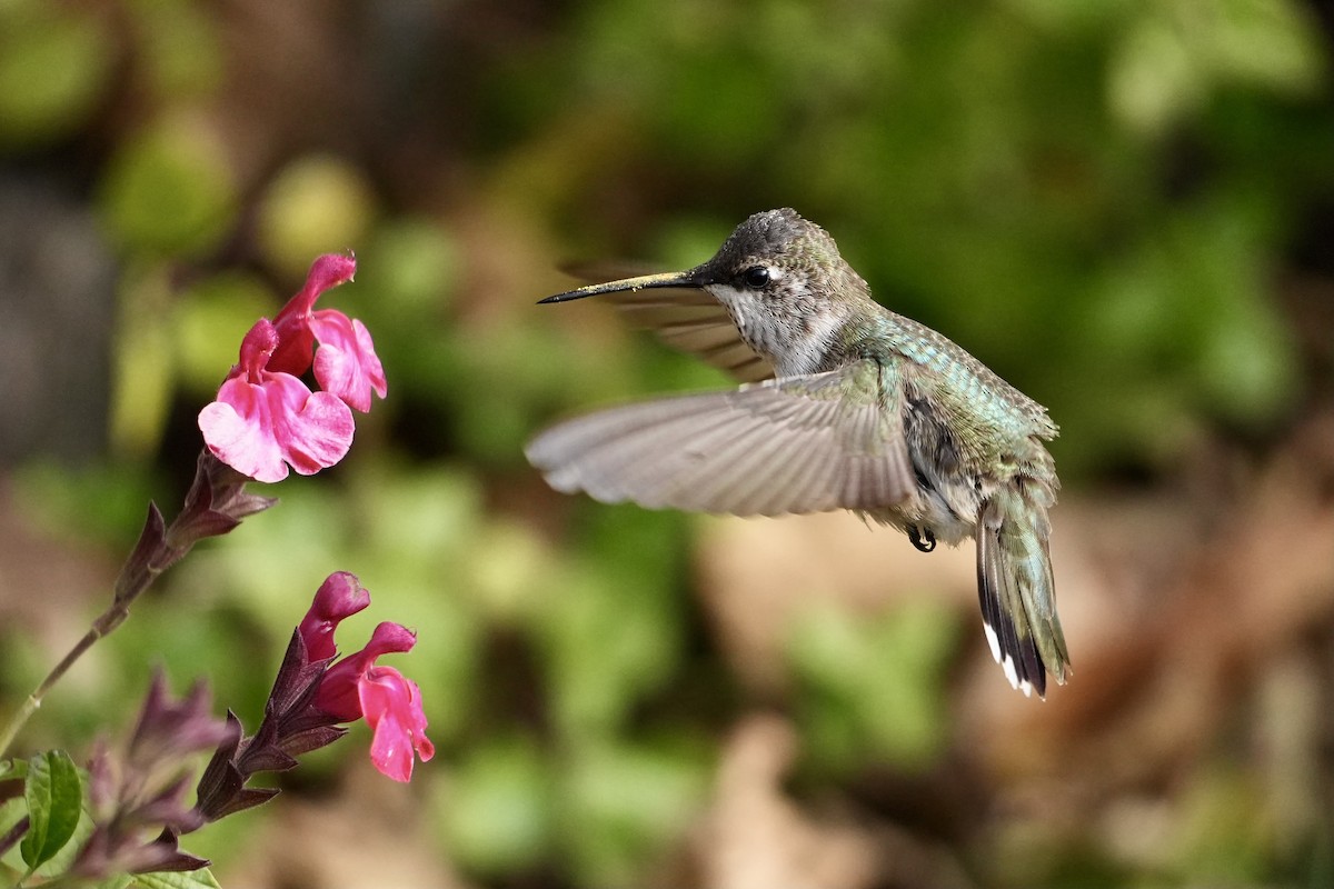 Колібрі фіолетовогорлий - ML646547633