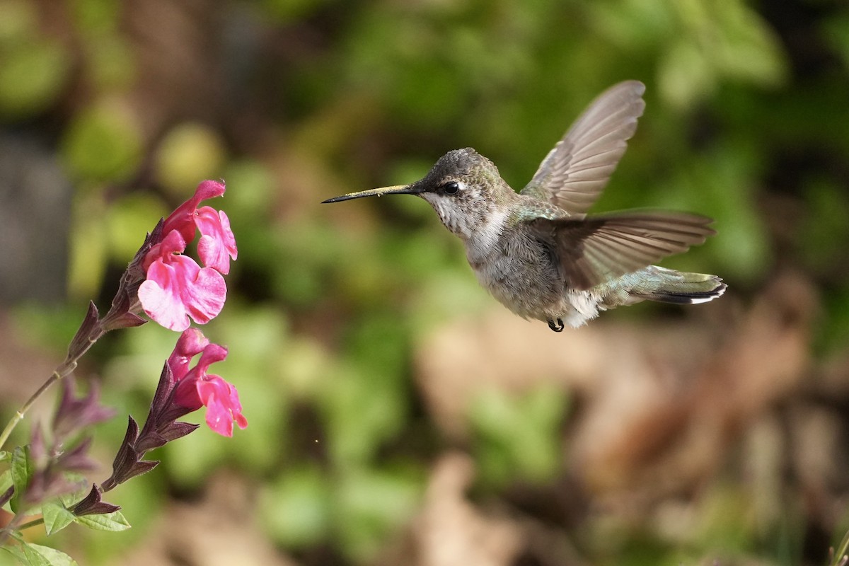 Колібрі фіолетовогорлий - ML646547634