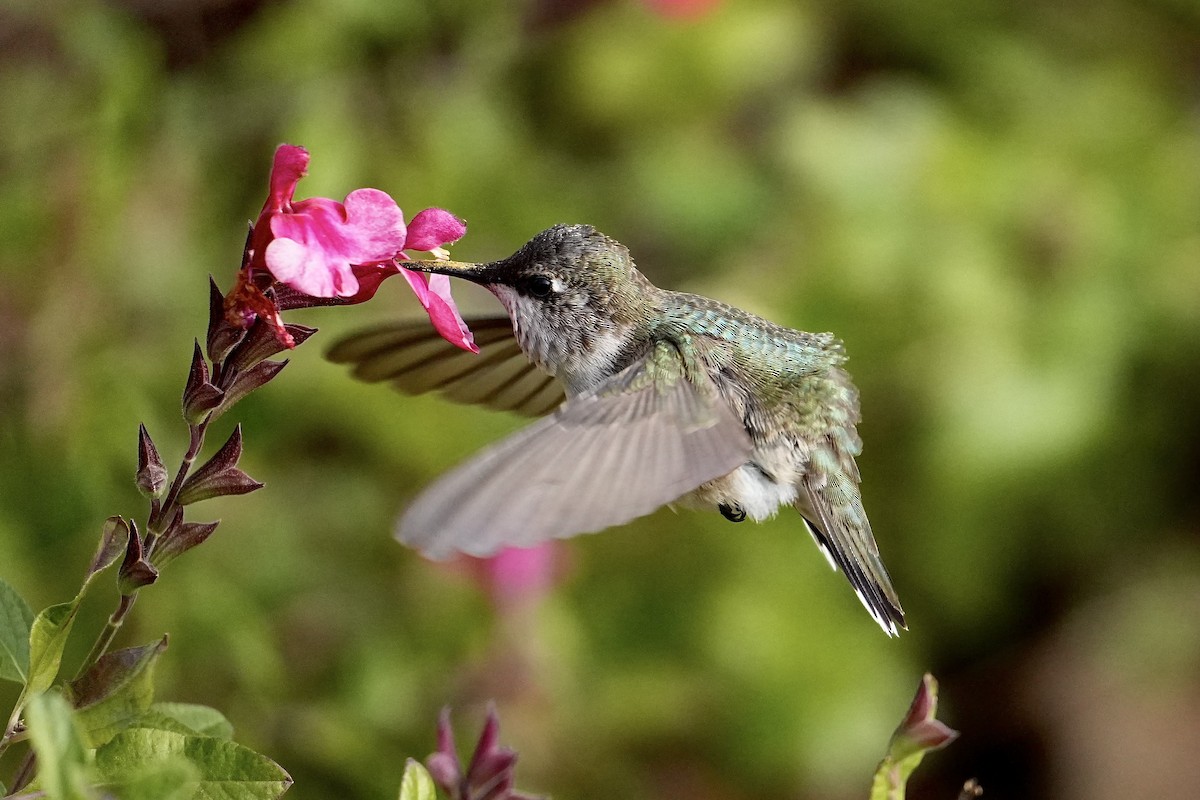 Колібрі фіолетовогорлий - ML646547635