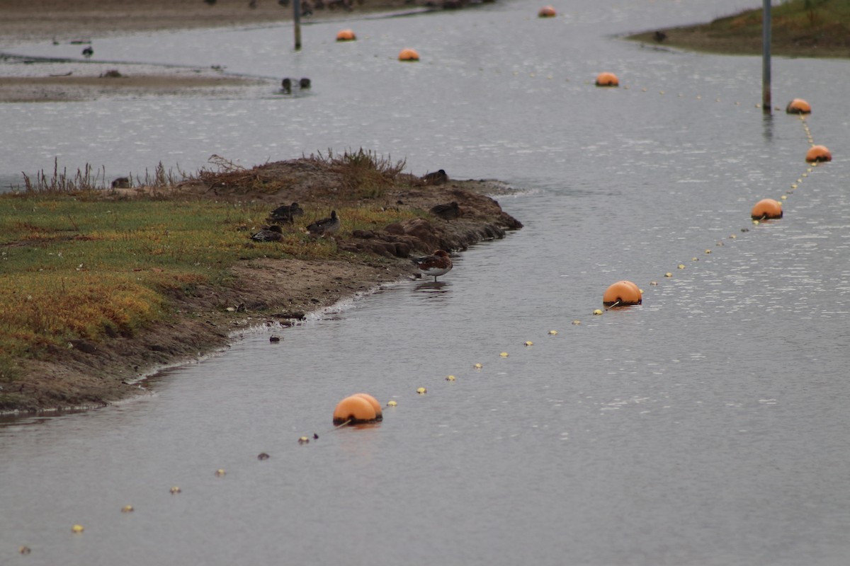 Свищ євразійський - ML646547637