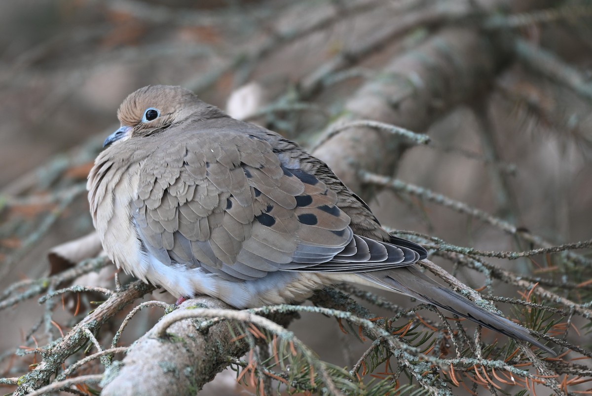 Зенаїда північна - ML646547638