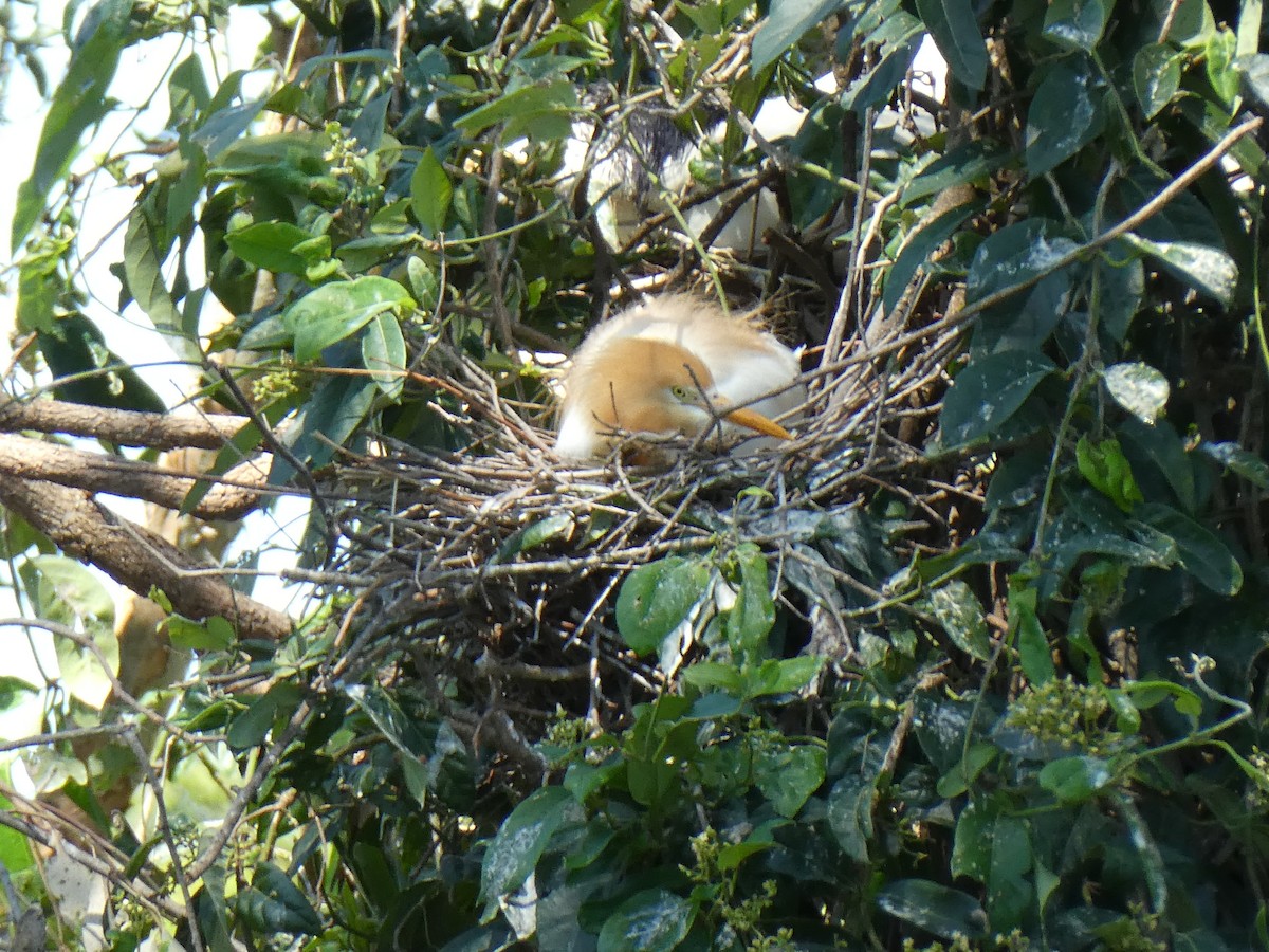 Eastern Cattle-Egret - ML646547644
