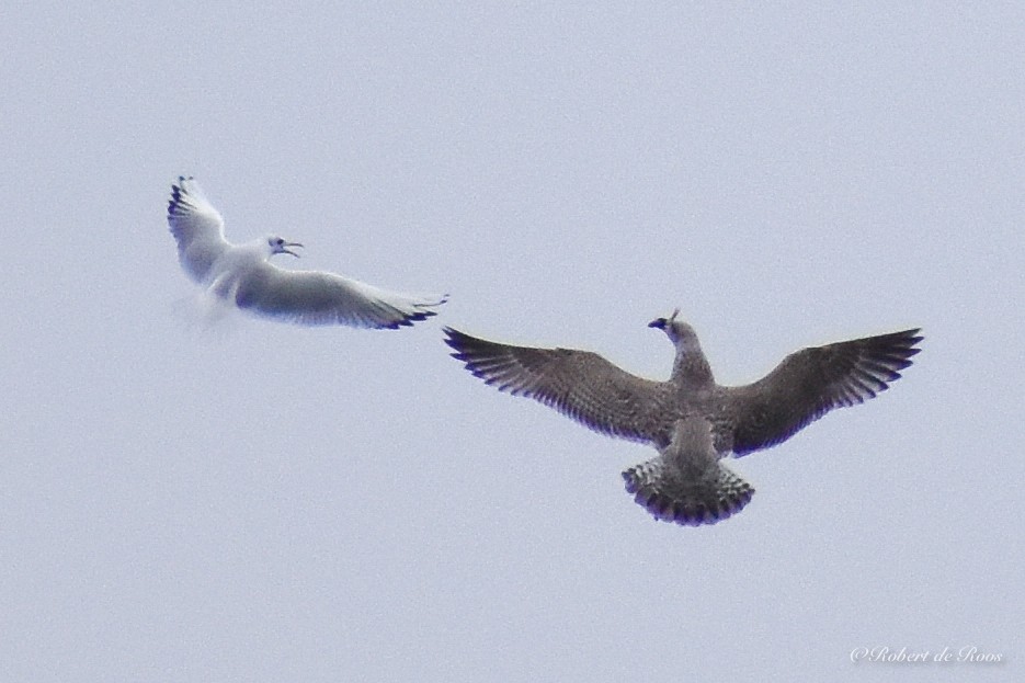 European Herring Gull - ML646547645