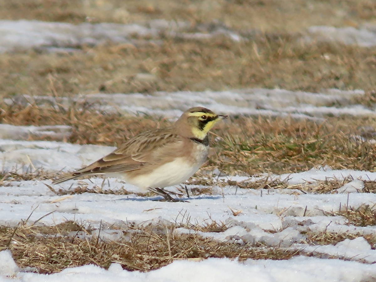 Horned Lark - ML646547646