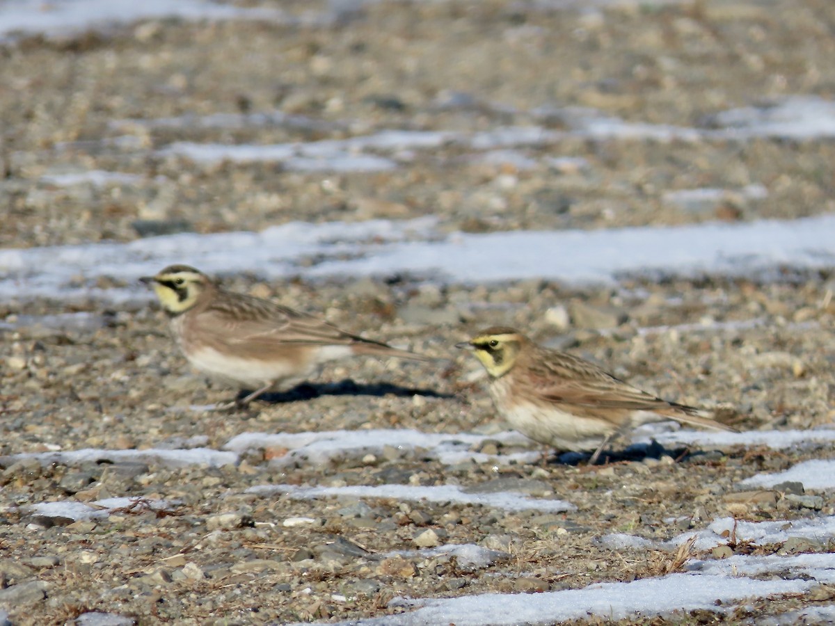 Horned Lark - ML646547647