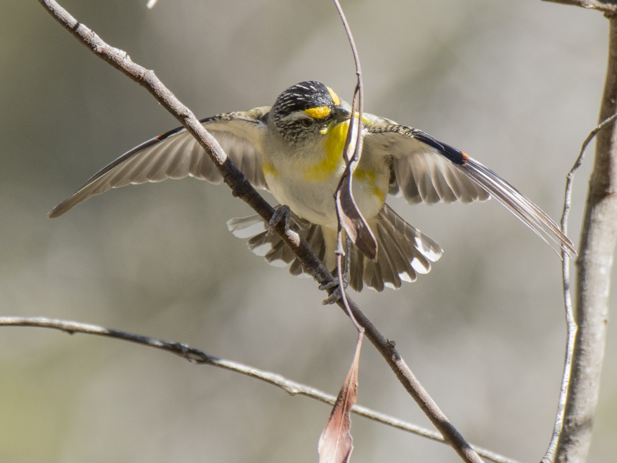 Benekli Panterkuşu (punctatus) - ML646547653