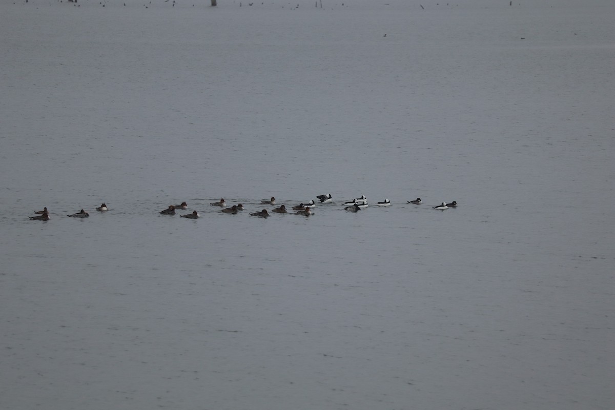 Гоголь малий - ML646547654