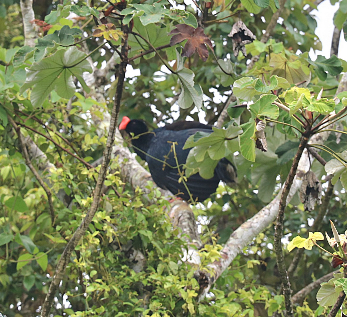 Razor-billed Curassow - ML646547655