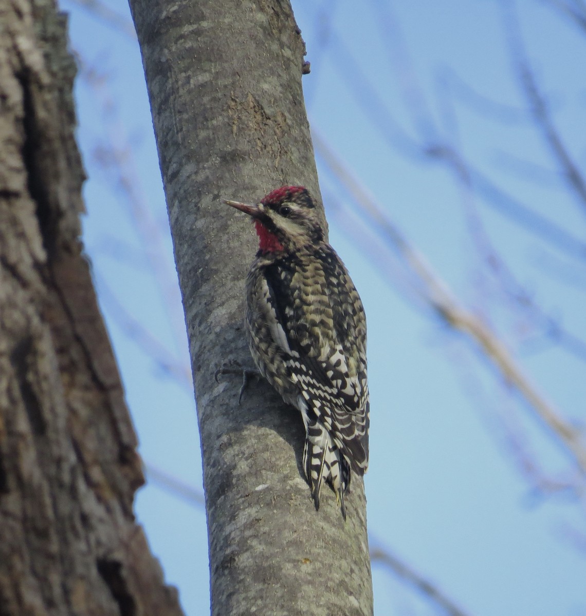 kanadasevjespett - ML646547658