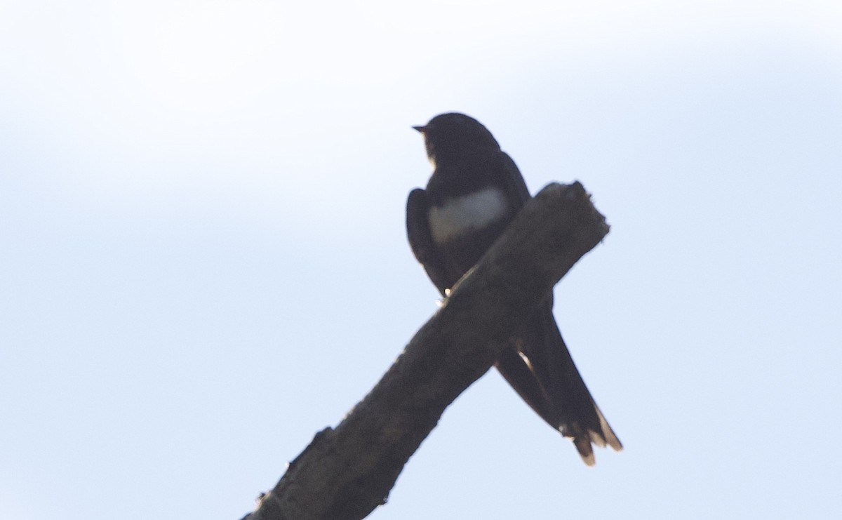 White-banded Swallow - ML646547659