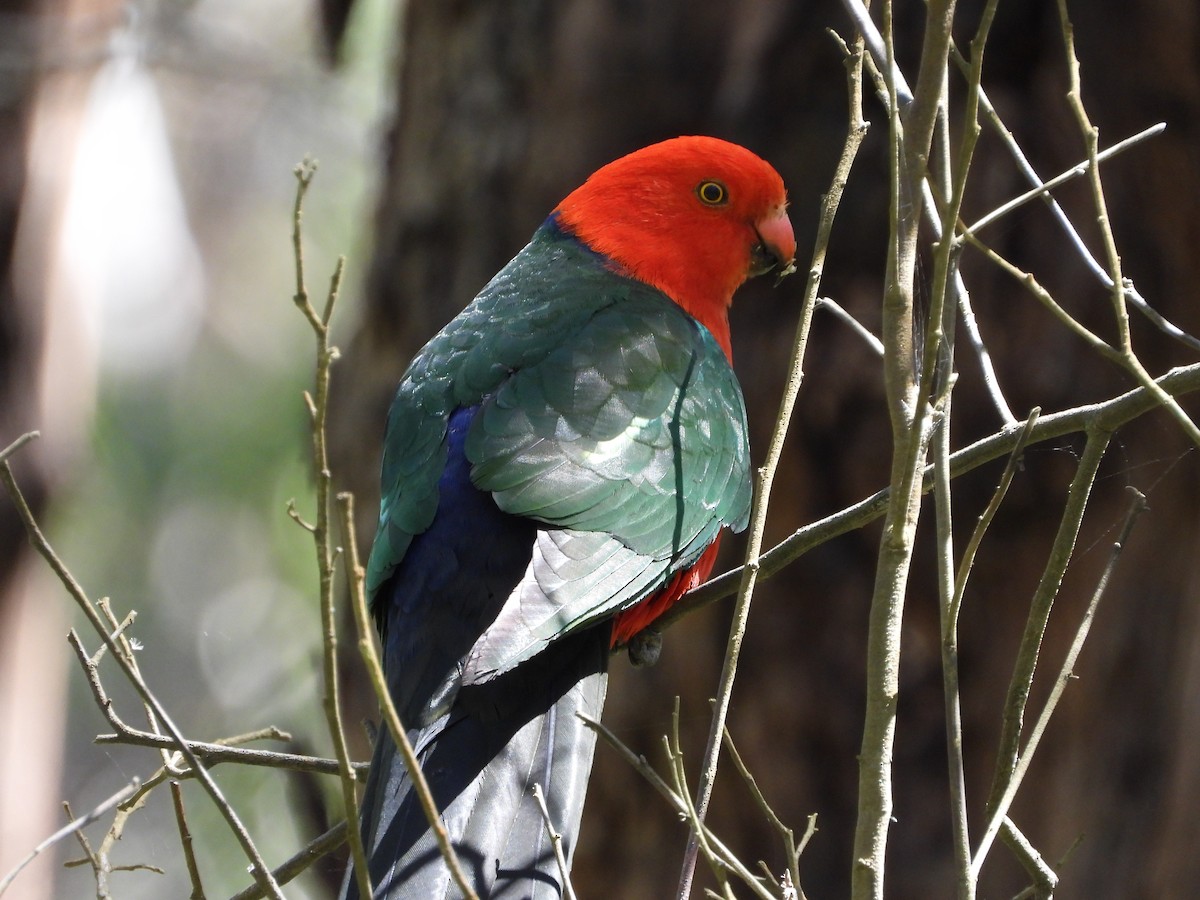 papouškovec královský - ML646547660