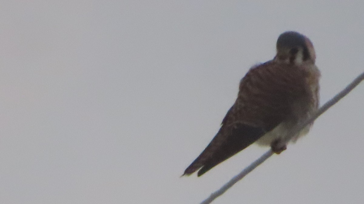 Buntfalke - ML646547662