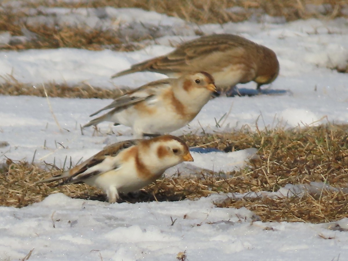 Snow Bunting - ML646547666