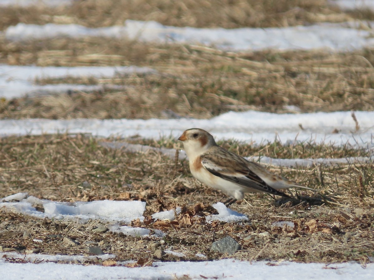 Snow Bunting - ML646547667
