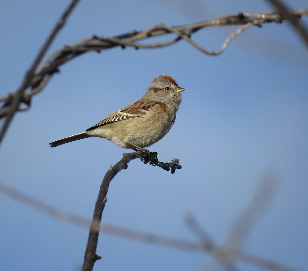 American Tree Sparrow - ML646547669