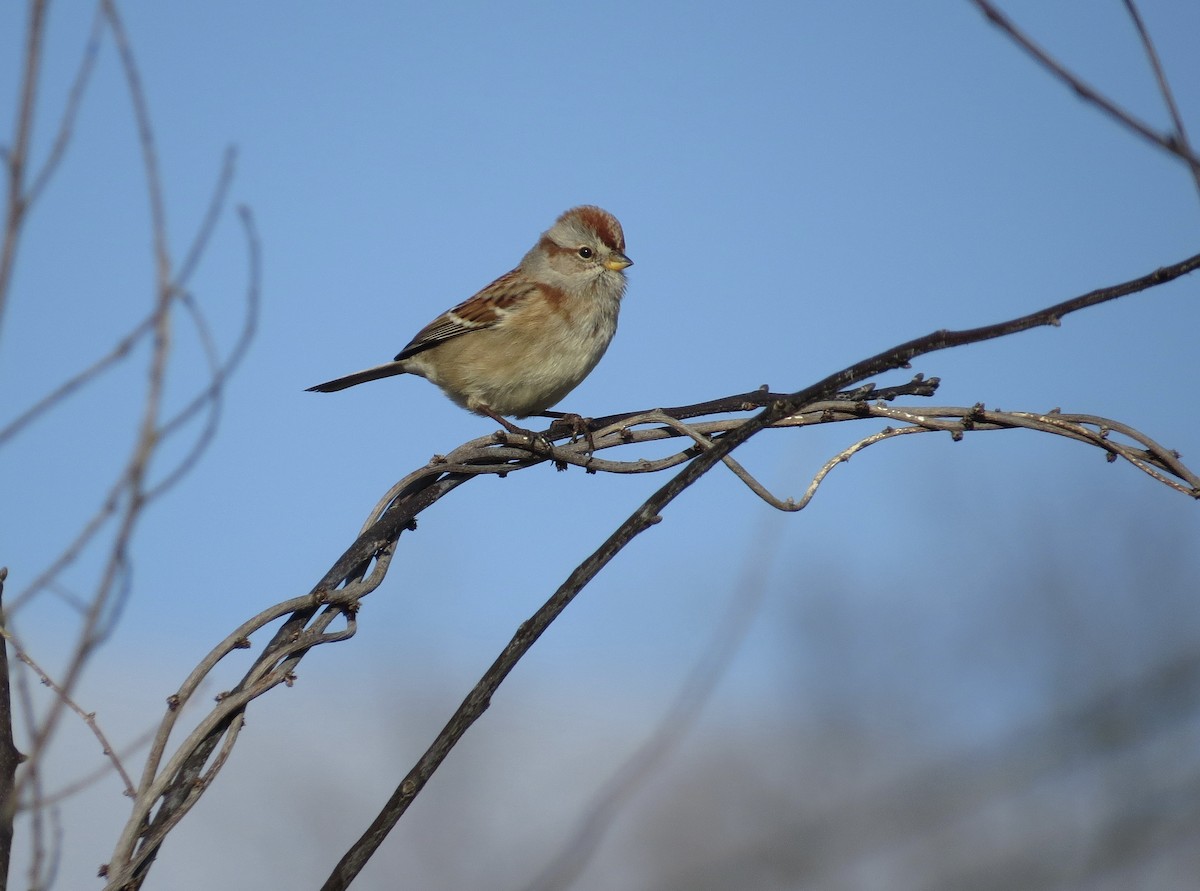 American Tree Sparrow - ML646547670