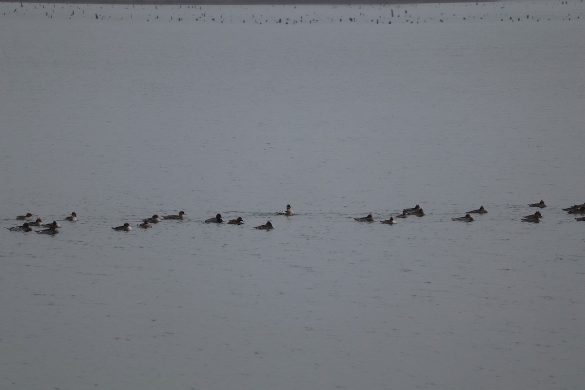 Ruddy Duck - ML646547671