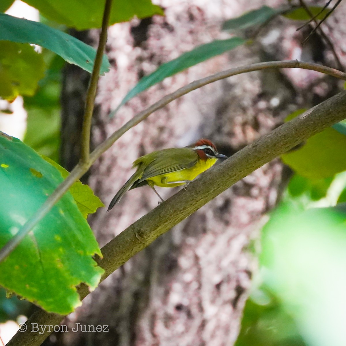 Chestnut-capped Warbler - ML646547672