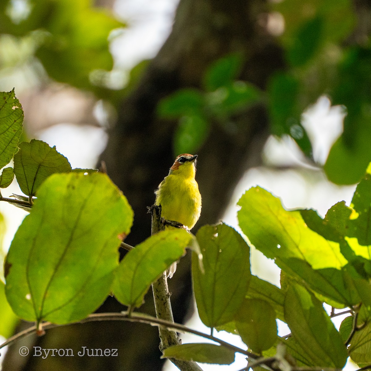 Chestnut-capped Warbler - ML646547673